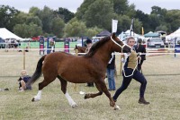 Chertsey Show 2018, Saturday